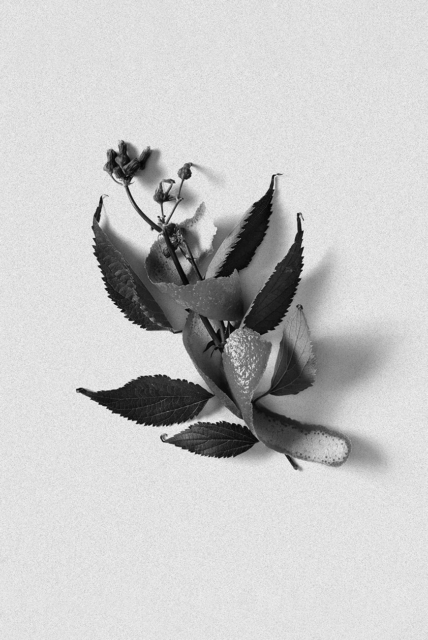 Bordan | Neroli Room Spray