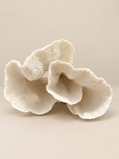 Turbin Coral