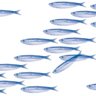 Non - Woven Sardine Dinner Napkin